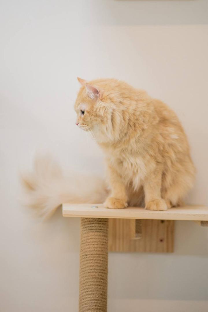 Happy cat at Jalo Cat Home