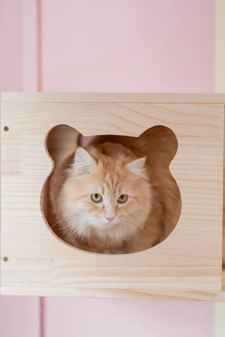 Cat at Jalo Cat Home