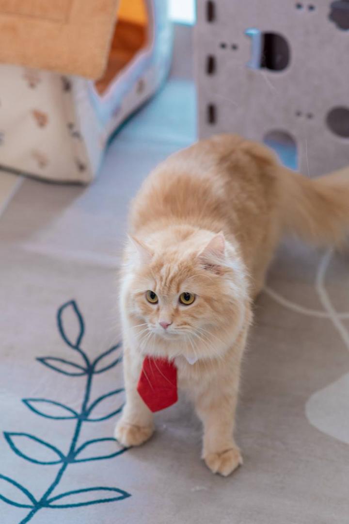 Cat at Jalo Cat Home
