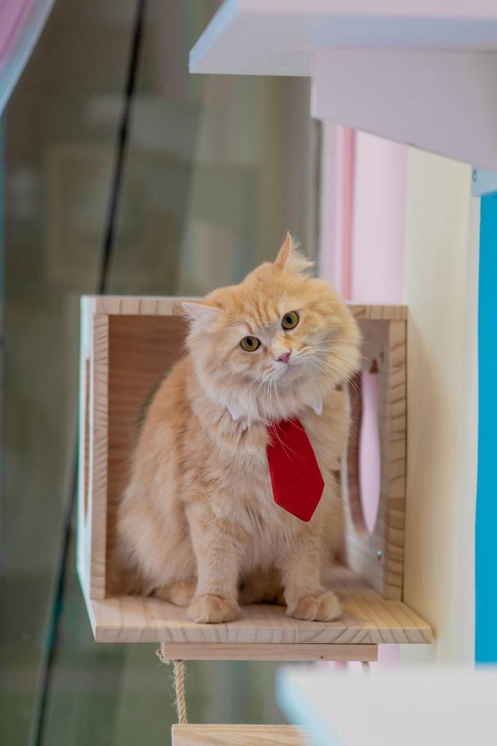 Cat at Jalo Cat Home