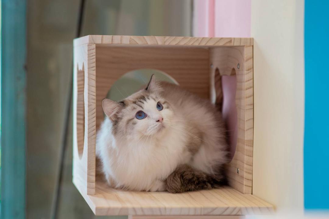 Cat at Jalo Cat Home